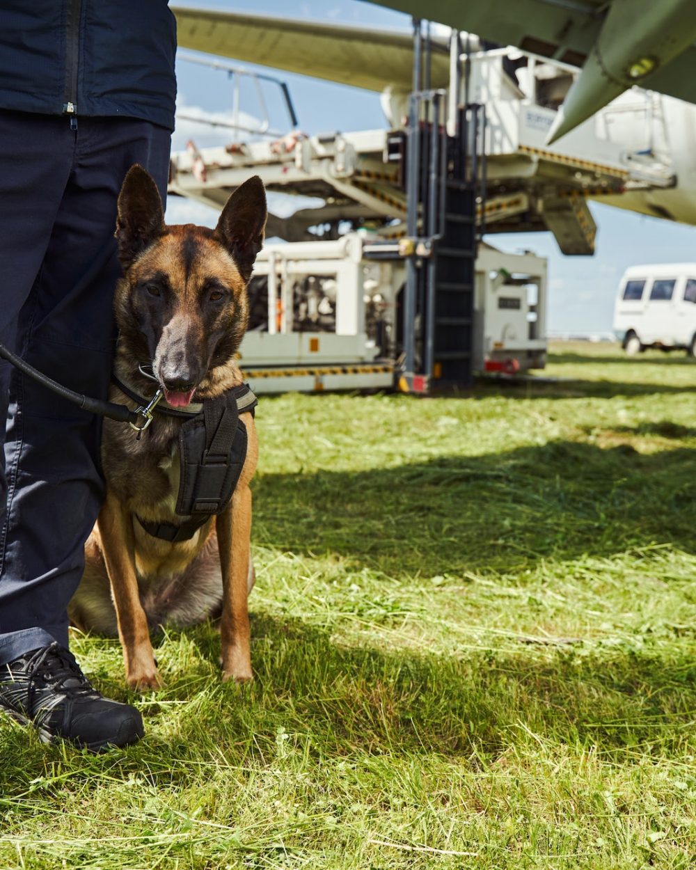 Security police dog on duty with officer at aerodrome